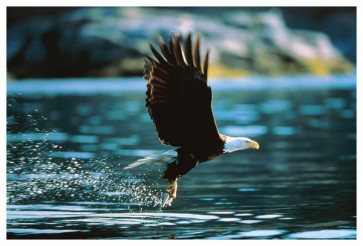 Eagle  
