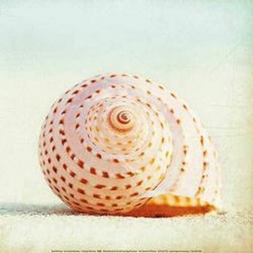 Carolyn Cochrane - Seashell II