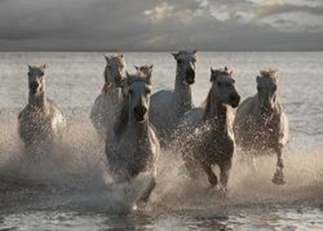 Jorge Llovet - Horses
