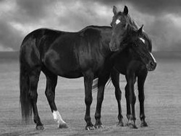 Jorge Llovet - Horse Love