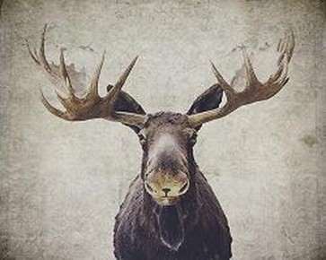 Moose  