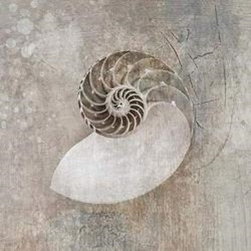 Elena Ray - Nautilus I