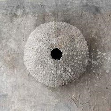 Elena Ray - Nautilus III
