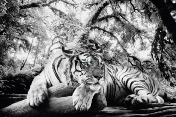 Tiger Is Watching You  
