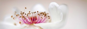 White Rose Pink  