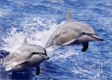 Dolphins  