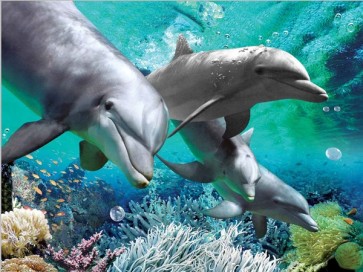 Dolphins  