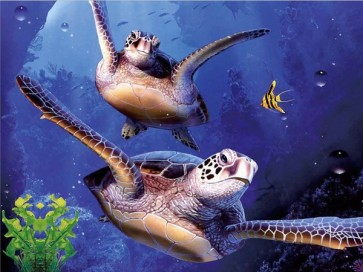 Seat Turtle Adventure 