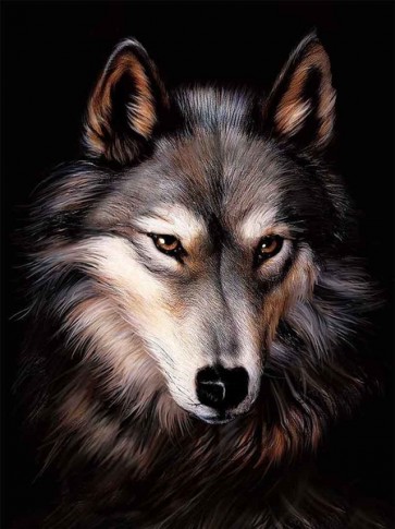 Wolf  