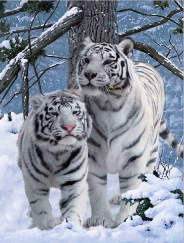 Tiger - White