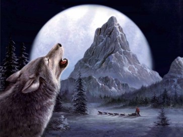 Wolf  