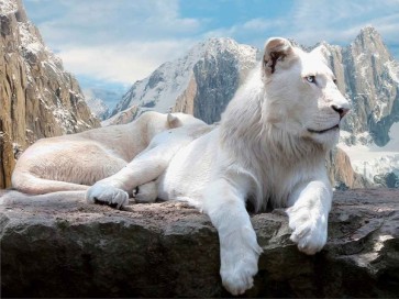 Lions  