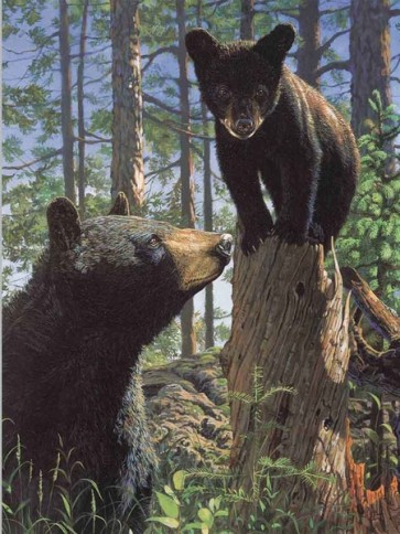 Bears  