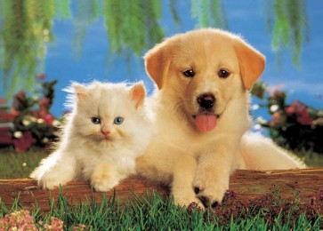 Dog and cat  