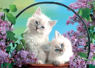 Cats in a Basket