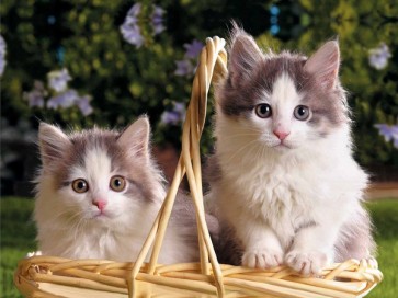 Cats in Basket