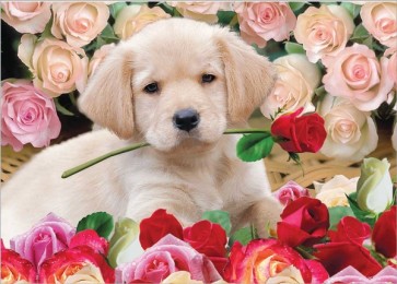 Dog with flowers  