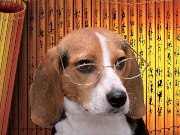 Dog with glasses  