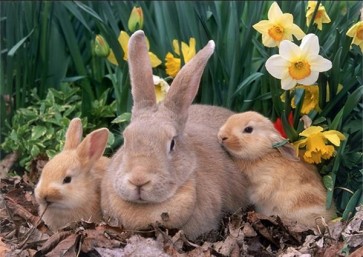 Rabbits  