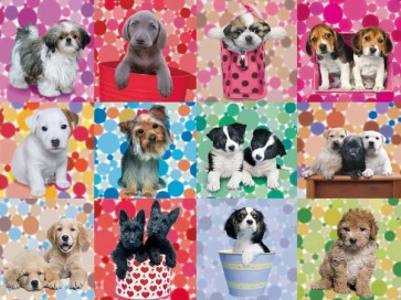 12 Dogs  