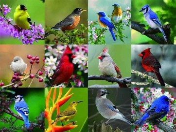 Birds  