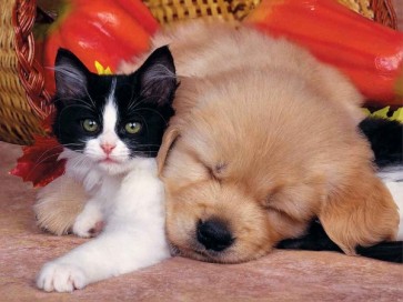 Cat and Dog  