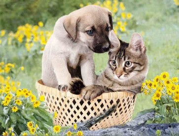 Dog And Cat In Basket 