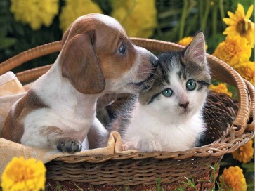 Dog and Cat  