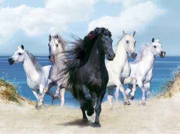 Horses Running On The Beach 
