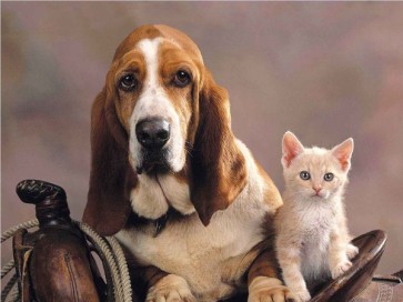 Dog and Cat  