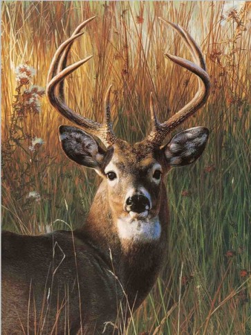 Caribou  