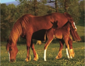 Horse Mother's Love 