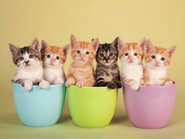 Cats in Cups