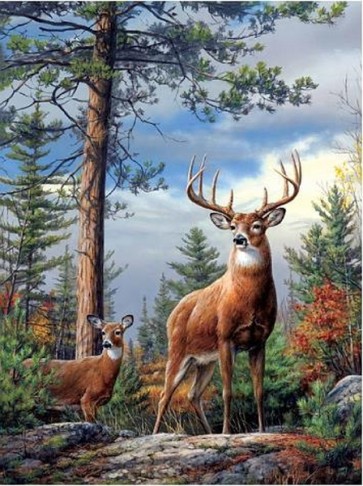 Forest Caribou  