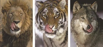 Felines  