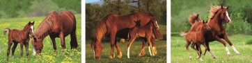 Horses  