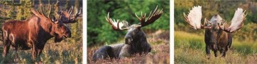 Moose  