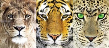 3 Big Cats  