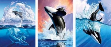 Dolphins  
