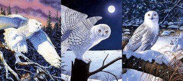 Owl - Winter 