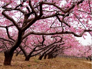 Sakura Tree  