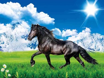 Horse - Black