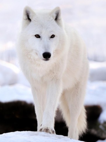 White Wolf  