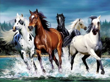 Horses  