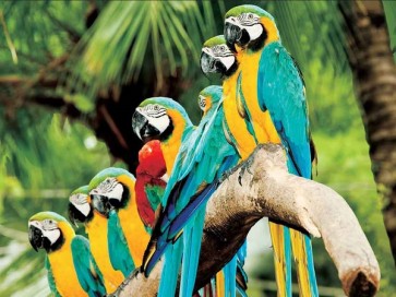 Parrots  