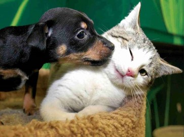 Dog & Cat Love  