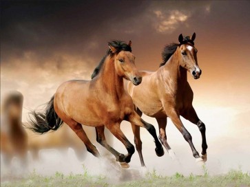 Horses - Brown