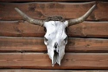 Animal Skull 