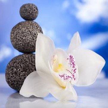 Still Life With White Orchid Flower 