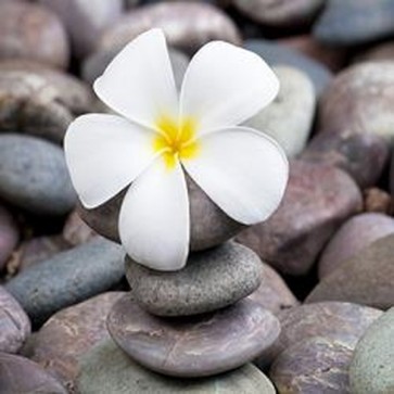 Frangipani On a Stack of Rocks 